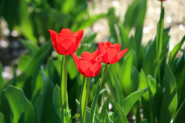 Bahar güneşinde filizler