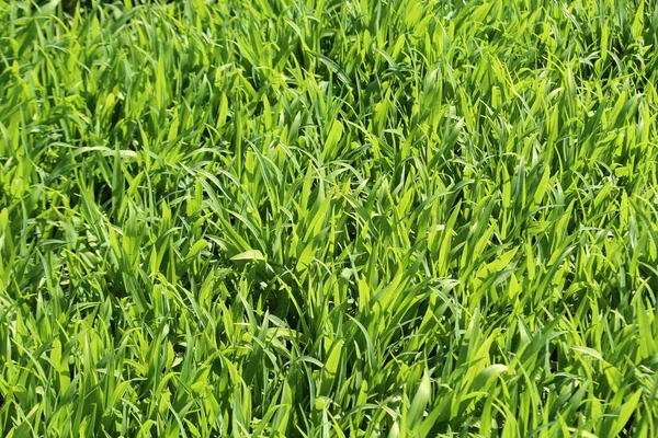 Bahar güneşinde filizler