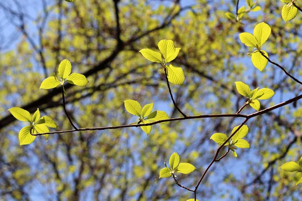 Germes Réfléchis Soleil Printemps — Photo