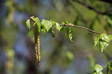 İlkbaharda açan filizler