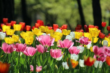 İlkbaharda açan laleler