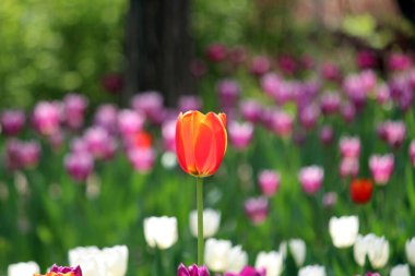 İlkbaharda açan laleler