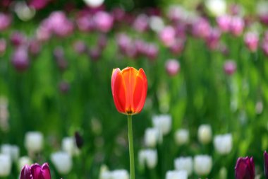 İlkbaharda açan laleler