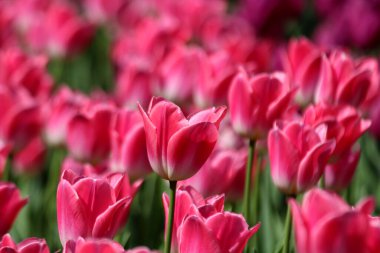 İlkbaharda açan laleler