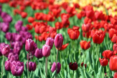 İlkbaharda açan laleler