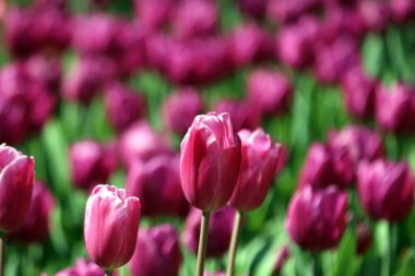 İlkbaharda açan laleler