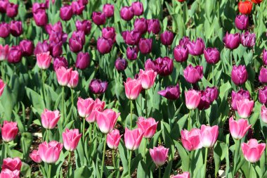 İlkbaharda açan laleler