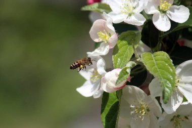 İlkbaharda açan armut ağacı çiçekleri