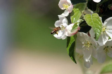 İlkbaharda açan armut ağacı çiçekleri