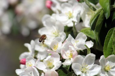 İlkbaharda açan armut ağacı çiçekleri