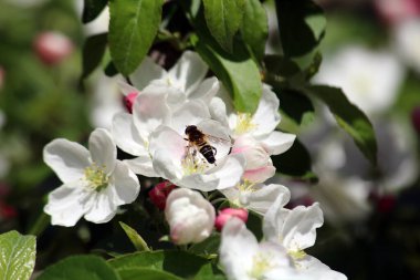 İlkbaharda açan armut ağacı çiçekleri