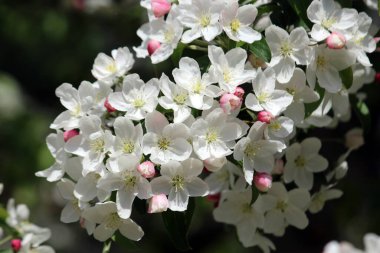 İlkbaharda açan armut ağacı çiçekleri