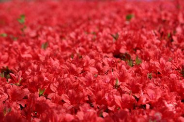 Kırmızı çiçeklerle dolu bir çiçek bahçesi