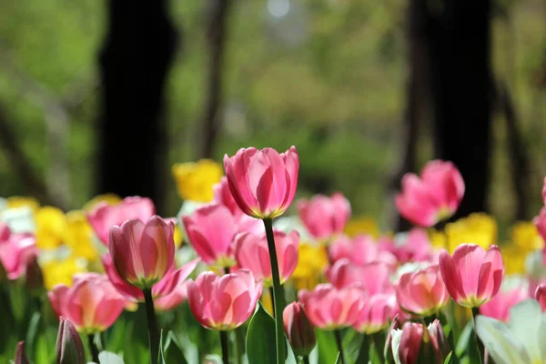 İlkbaharda açan laleler