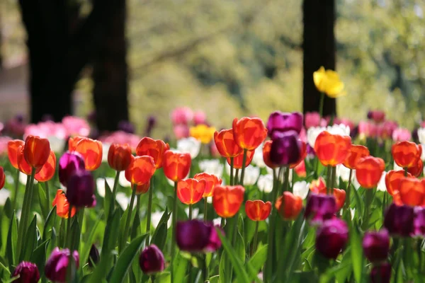 İlkbaharda açan laleler