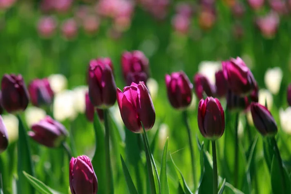 İlkbaharda açan laleler