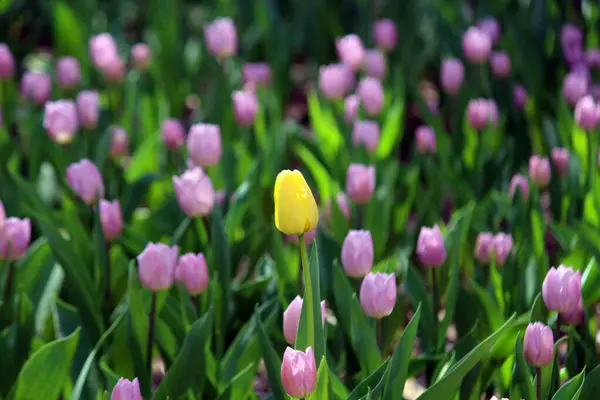 İlkbaharda açan laleler