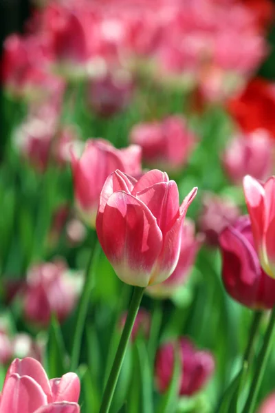 İlkbaharda açan laleler