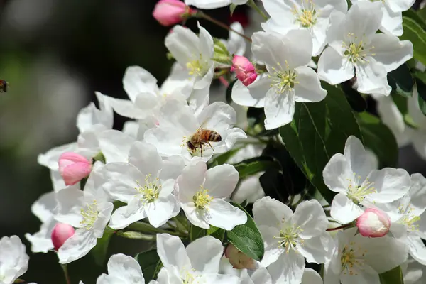 Kwiaty Gruszki Kwitnące Wiosną — Zdjęcie stockowe