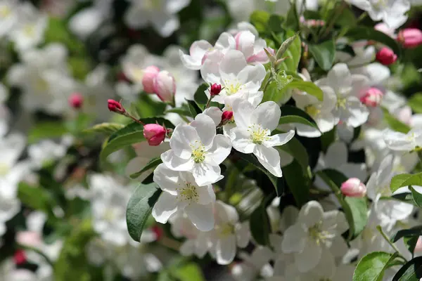 Kwiaty Gruszki Kwitnące Wiosną — Zdjęcie stockowe