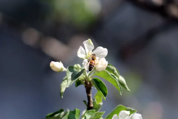 Pszczoły Kwiatach Jabłoni — Zdjęcie stockowe