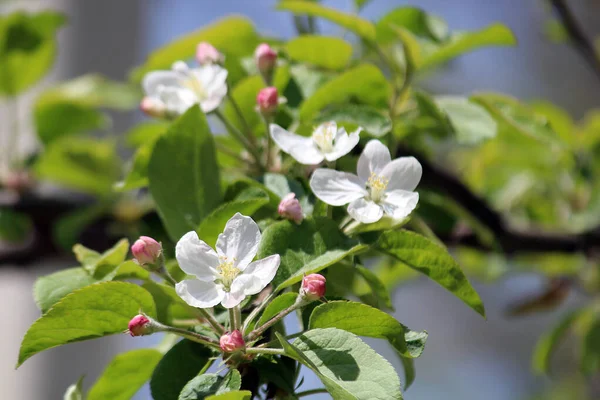 Pszczoły Kwiatach Jabłoni — Zdjęcie stockowe