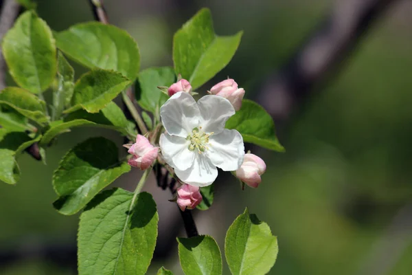 Arılar elma ağaçlarında çiçek açar.