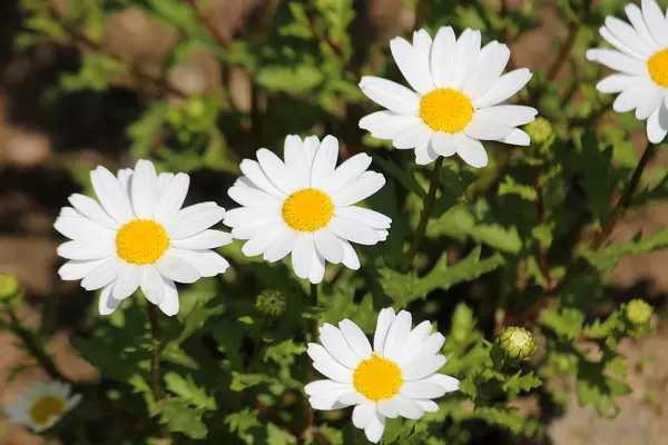 Baharı anons eden çiçekler