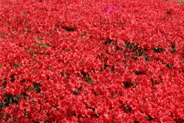 Kırmızı çiçeklerle dolu bir çiçek bahçesi