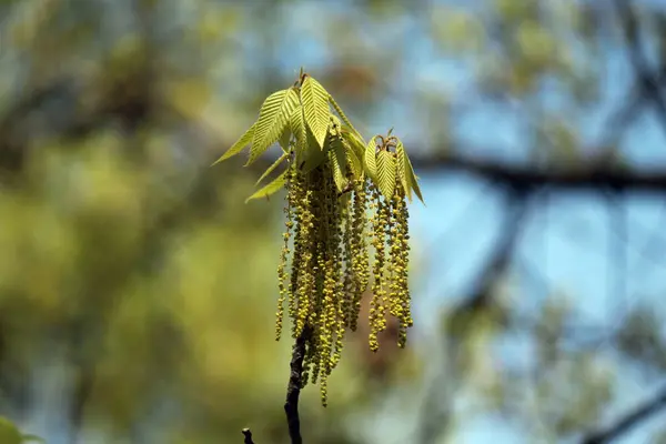 Flores Uma Árvore Florescente Primavera — Fotografia de Stock