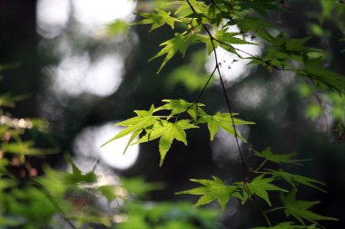 İlkbaharda filizlenen filizler