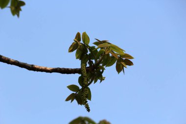 İlkbaharda açan çiçekler.