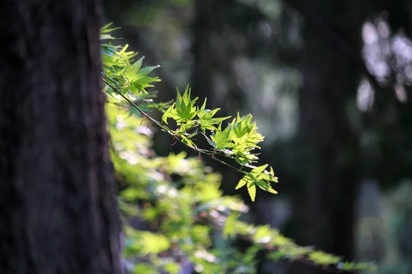 Sprouts Sprout Spring — Stock Photo, Image