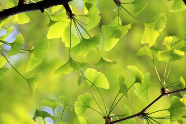 İlkbaharda filizlenen filizler