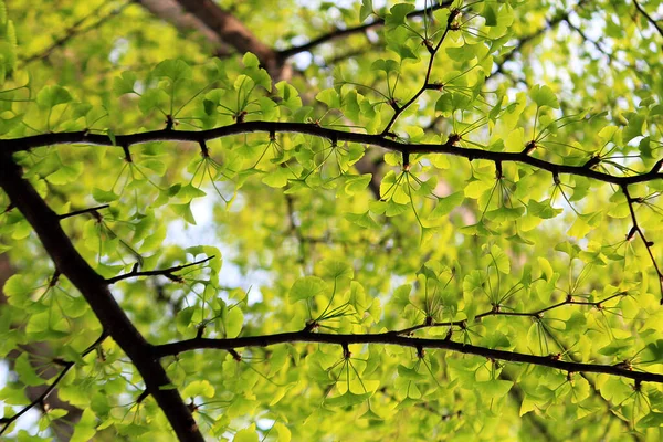 Brotes Que Brotan Primavera —  Fotos de Stock