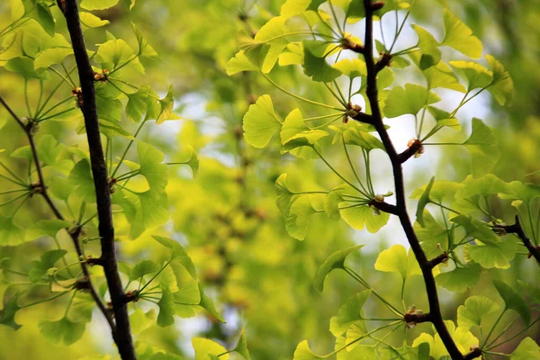 Brotes Que Brotan Primavera —  Fotos de Stock