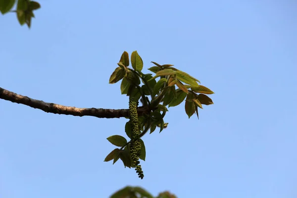 Fleurs Fleurissant Printemps — Photo