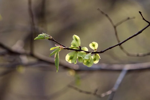 Fleurs Fleurissant Printemps — Photo