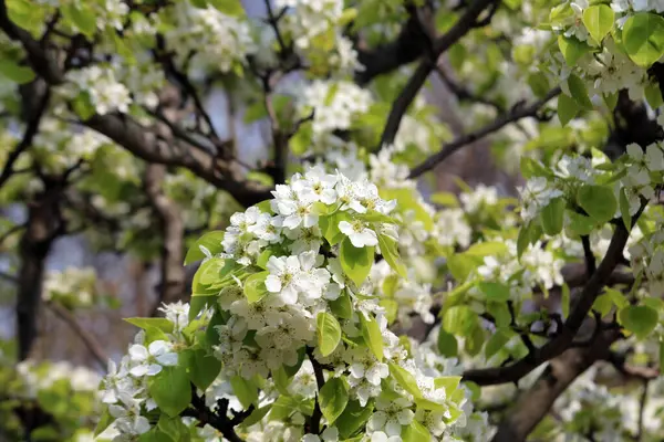 Kwiaty Kwitnące Wiosną — Zdjęcie stockowe