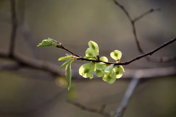 Fleurs Fleurissant Printemps — Photo