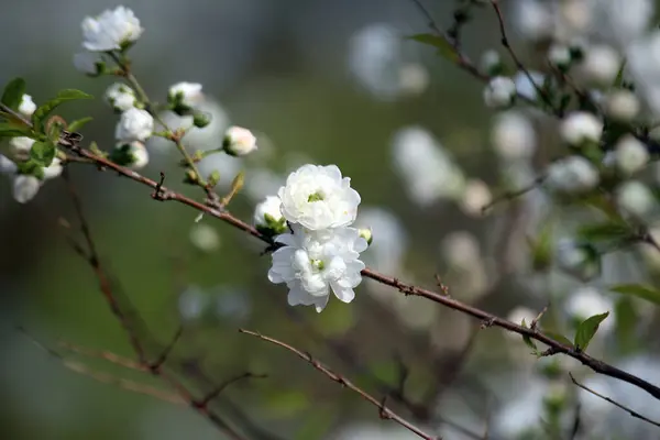 Kwiaty Kwitnące Wiosną — Zdjęcie stockowe