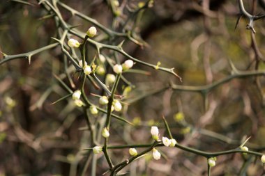 İlkbahar filizlenen bitkiler