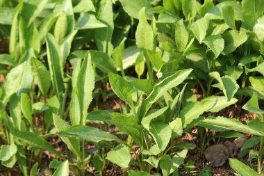 İlkbahar filizlenen bitkiler