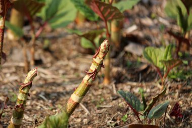 İlkbahar filizlenen bitkiler