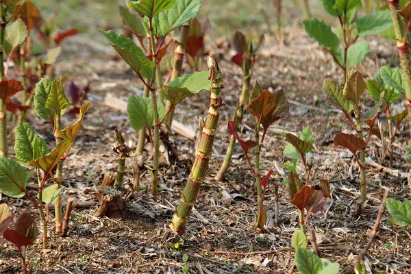 İlkbahar filizlenen bitkiler