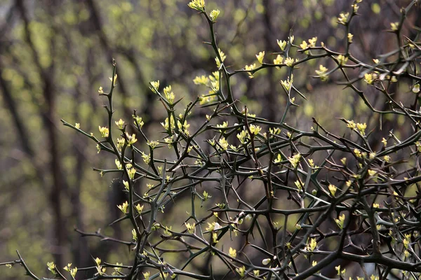 Plantes Qui Poussent Printemps — Photo