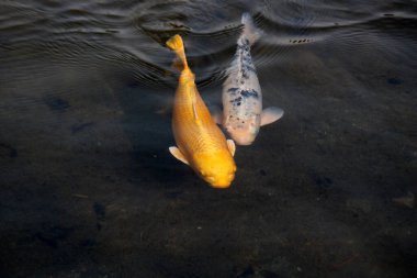 Suyun içinde Cyprinus rubrofuscus