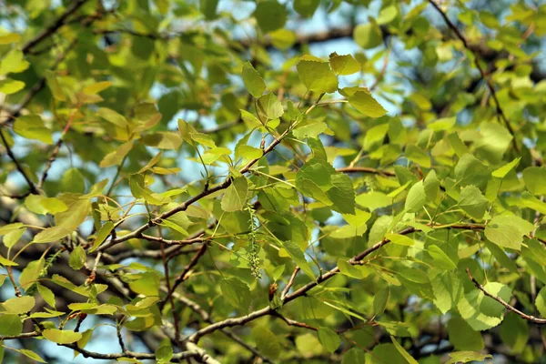 Plantes Qui Poussent Printemps — Photo