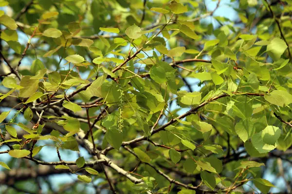 Plantes Qui Poussent Printemps — Photo