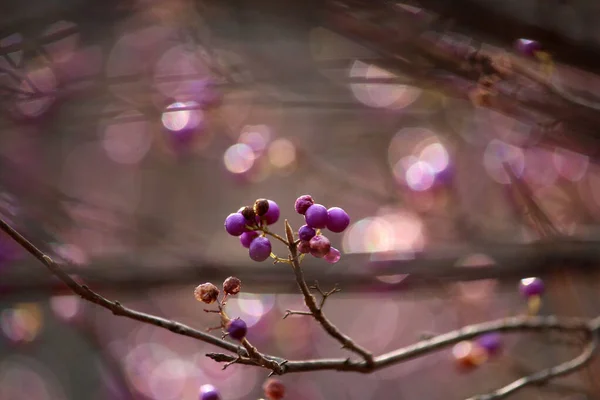 Fioletowy Ziarno Callicarpa Japonica — Zdjęcie stockowe